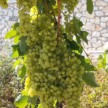 Agnis House * 阿特帕克斯