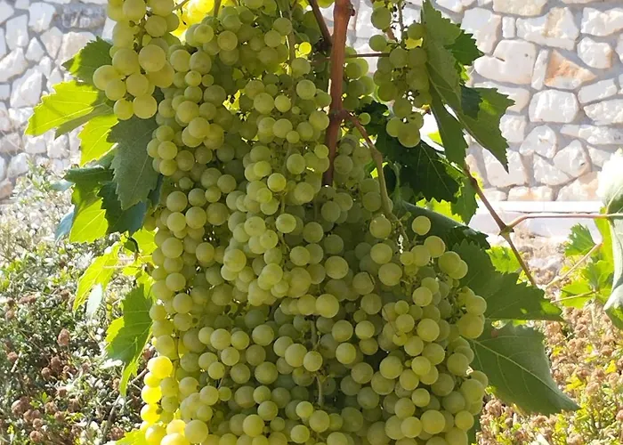 Agnis House * أنتيباكسوس